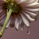 スキンパラダイスシアーソフトハンドクリーム