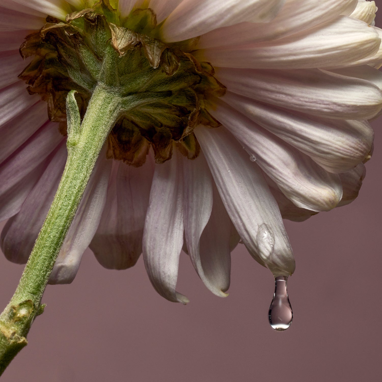 Dior ハンドクリーム リキッドソープ ハンドクリーム 洗顔料　バラ売り可 ビオレ ザフェイス 泡洗顔料 ディープモイスト 金木犀の香り 本体